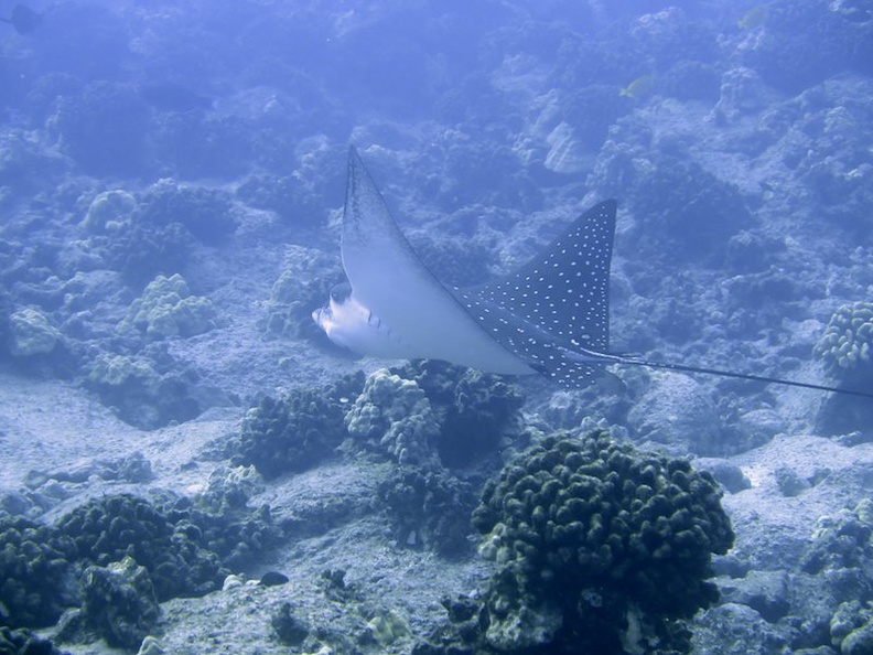 89 Spotted Eagle Ray IMG_2445.jpg